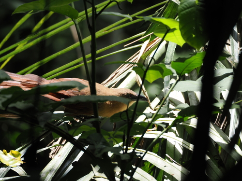 Bay Coucal (Centropus celebensis), photo 3