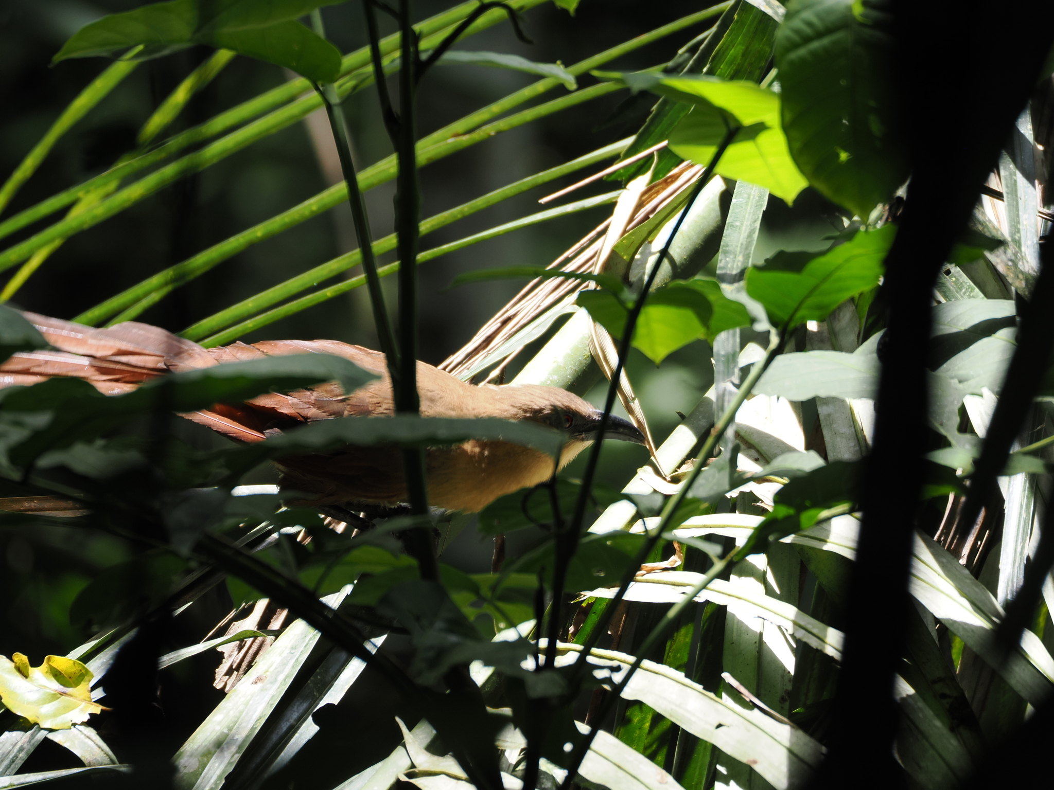 Bay Coucal (Centropus celebensis), photo 3
