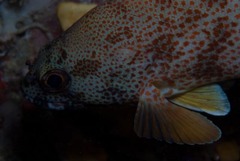 Acanthistius sebastoides