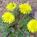 Red-seeded Dandelion - Photo (c) Javier martin, some rights reserved (CC BY-SA)