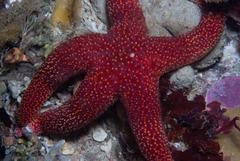 Fromia schultzei