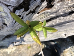 Lonicera involucrata