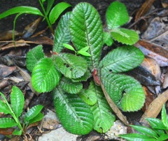 Acrotrema costatum