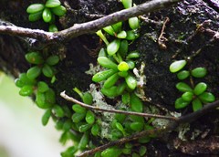 Trichotosia rotundifolia