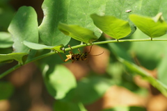 Chlorophorus quinquefasciatus