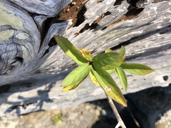 Lonicera involucrata