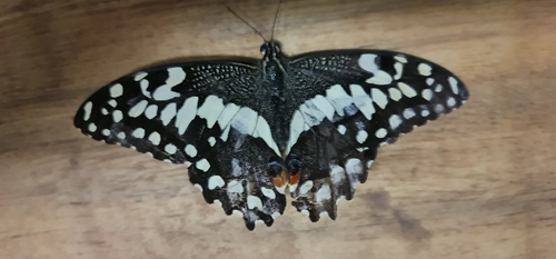 Citrus Swallowtail