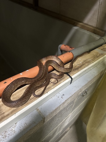 Brown Tree Snake sighting