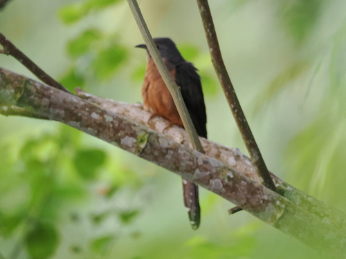 Sulawesi Brush Cuckoo (Cacomantis virescens), photo 2