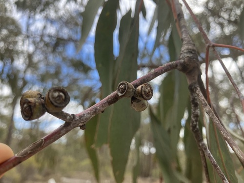 Eucalyptus nortonii, photograph 2