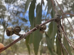 (c) ttsquid, some rights reserved (CC BY) Eucalyptus nortonii, photograph (c) ttsquid, some rights reserved (CC BY)