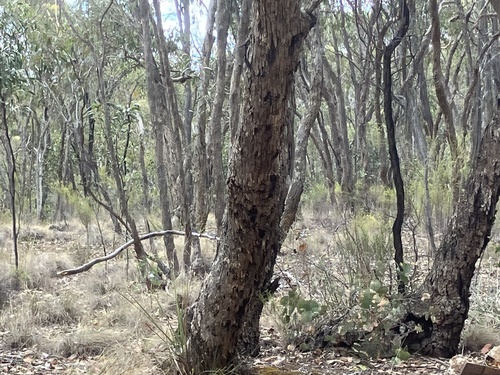 Eucalyptus nortonii, photograph 3