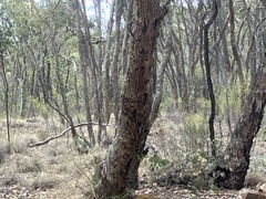 (c) ttsquid, some rights reserved (CC BY) Eucalyptus nortonii, photograph (c) ttsquid, some rights reserved (CC BY)