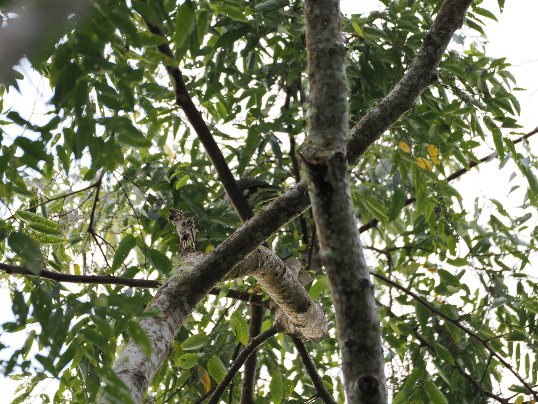 Superb Fruit Dove (Ptilinopus superbus), photo 10
