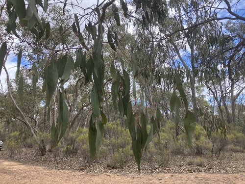 Eucalyptus nortonii, photograph 4