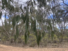 (c) ttsquid, some rights reserved (CC BY) Eucalyptus nortonii, photograph (c) ttsquid, some rights reserved (CC BY)