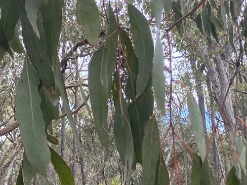 Eucalyptus nortonii, photograph 5