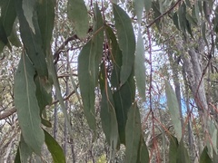 (c) ttsquid, some rights reserved (CC BY) Eucalyptus nortonii, photograph (c) ttsquid, some rights reserved (CC BY)