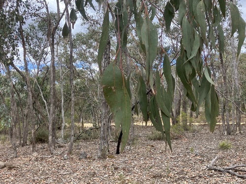 Eucalyptus nortonii, photograph 6