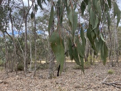 Eucalyptus nortonii, photograph (c) ttsquid, some rights reserved (CC BY)