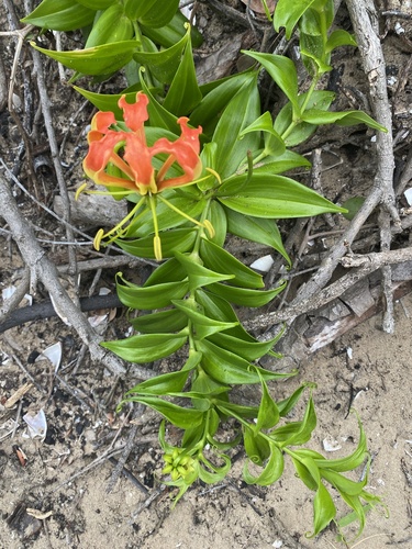 flame lily
