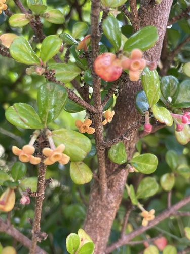 Rondeletia buxifolia, photograph 3