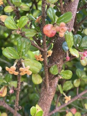 Rondeletia buxifolia, photograph author not stated, no rights reserved