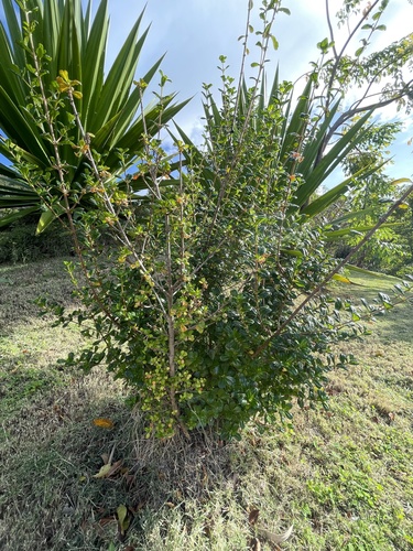 Rondeletia buxifolia, photograph 4