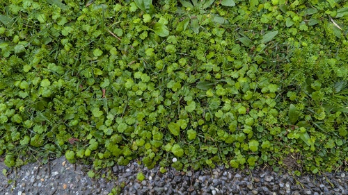 Hydrocotyle tuberifera iNat (3)