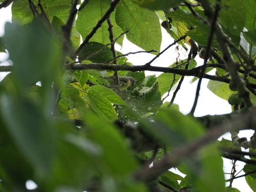 Sulawesi Heleia (Heleia squamiceps), photo 4
