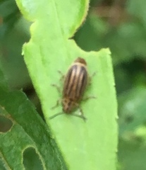 Ophraella sexvittata