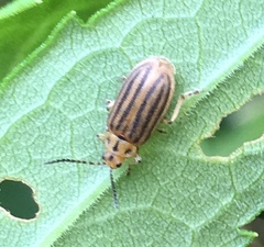 Ophraella sexvittata
