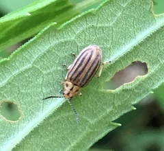 Ophraella sexvittata