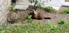 Marmota monax
