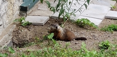 Marmota monax