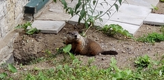 Marmota monax
