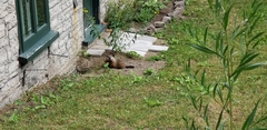 Marmota monax