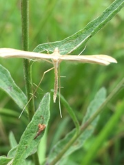 Gillmeria pallidactyla