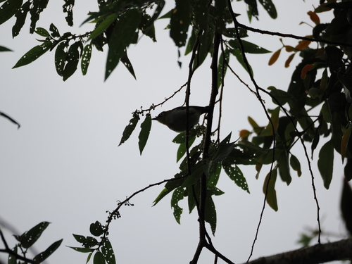Black-crowned White-eye (Zosterops atrifrons), photo 10