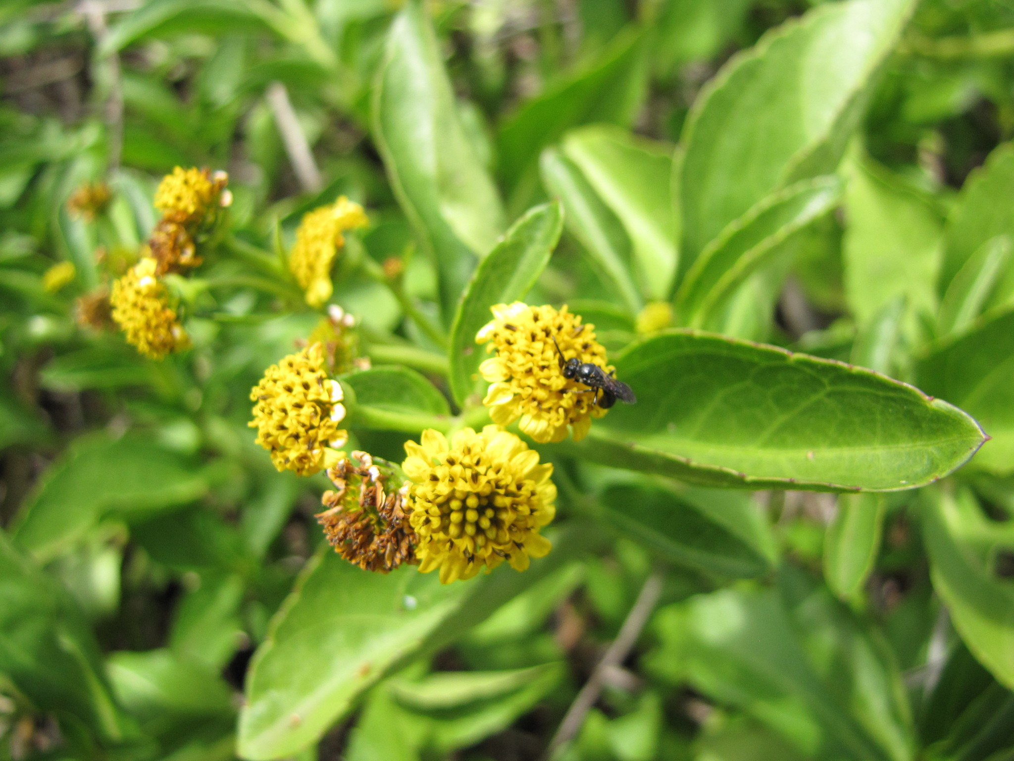 Lipochaeta succulenta