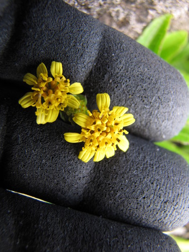 Lipochaeta succulenta