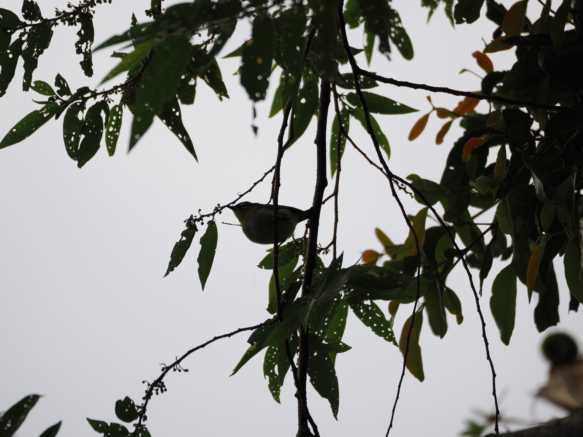 Black-crowned White-eye (Zosterops atrifrons), photo 4
