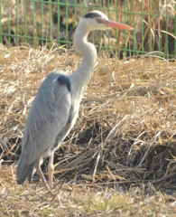 Ardea cinerea