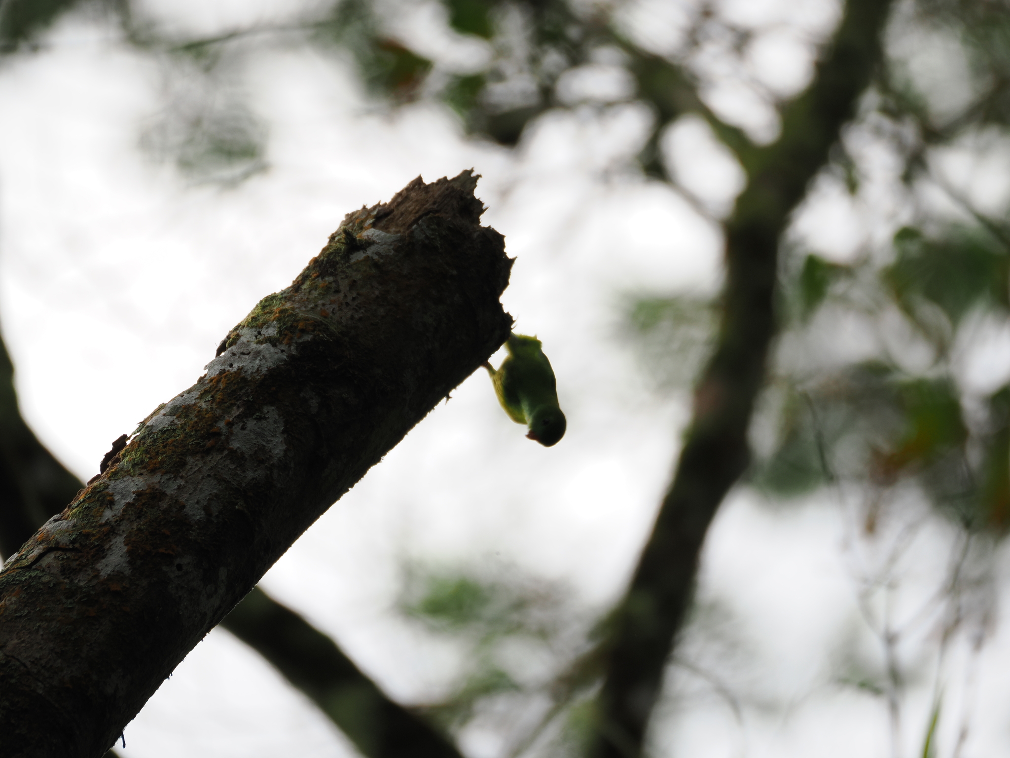 Pygmy Hanging Parrot (Loriculus exilis), photo 2