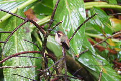 Phaethornis eurynome