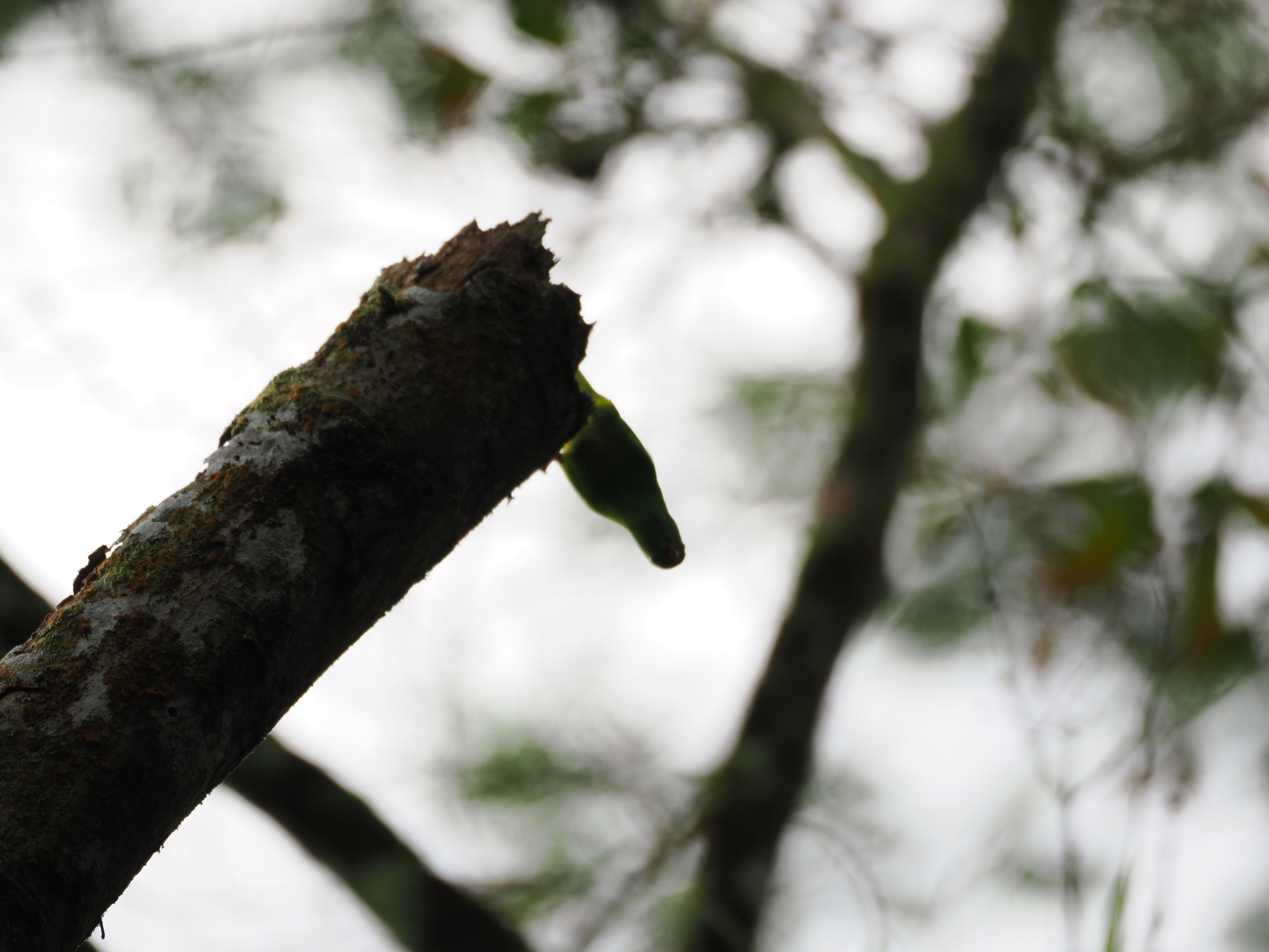 Pygmy Hanging Parrot (Loriculus exilis), photo 3