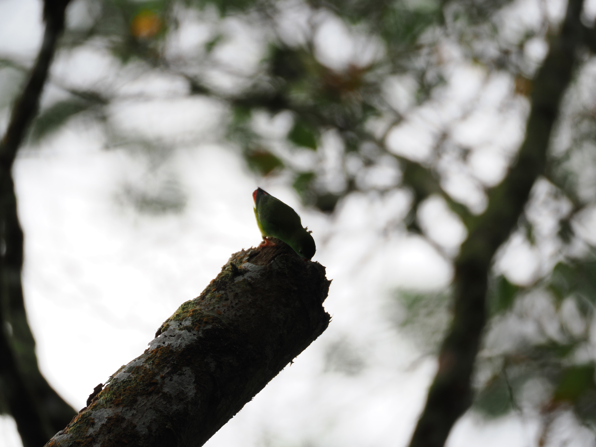 Pygmy Hanging Parrot (Loriculus exilis), photo 1