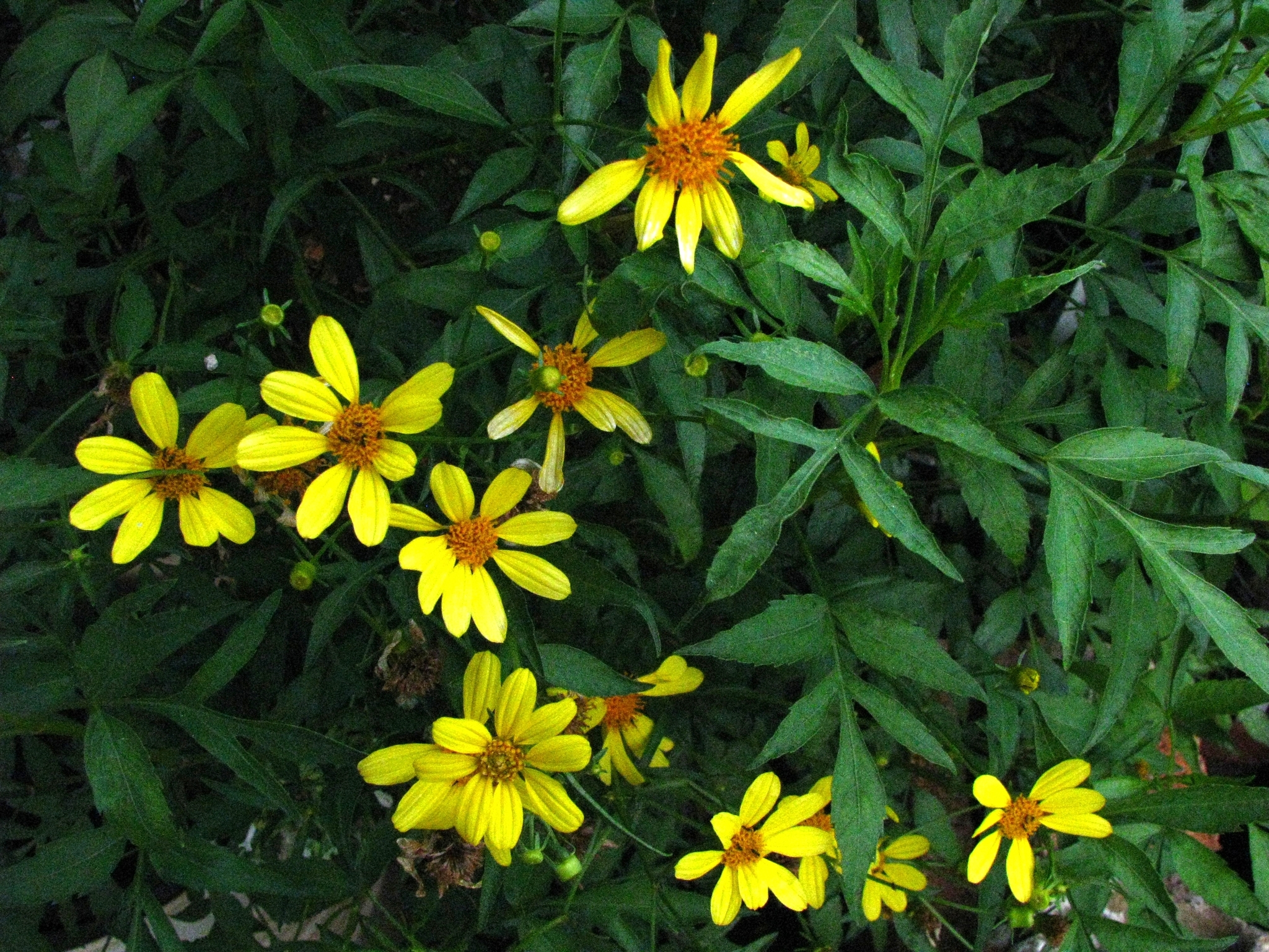 Bidens amplectens