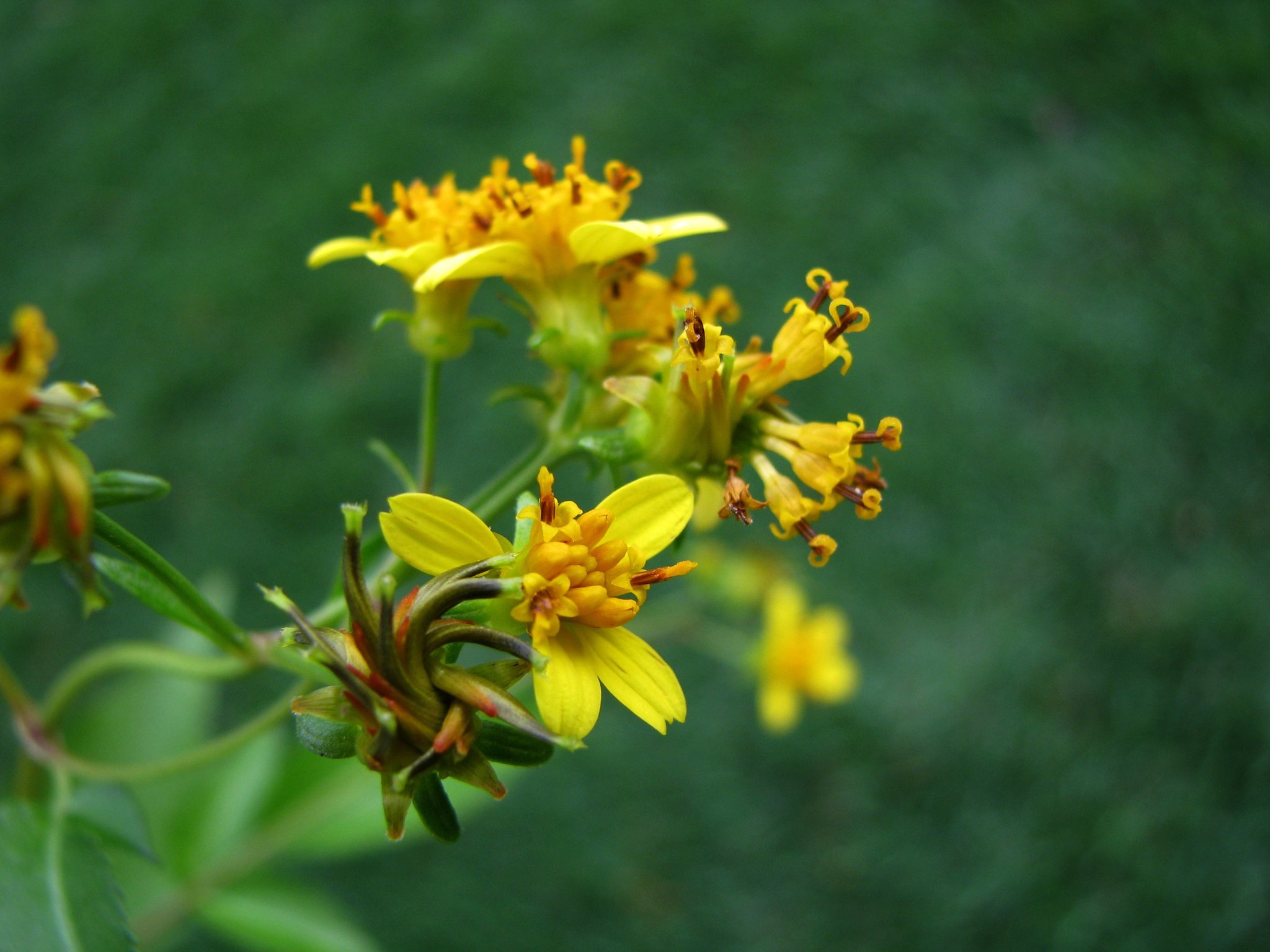 Bidens asymmetrica