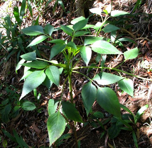 Bidens asymmetrica